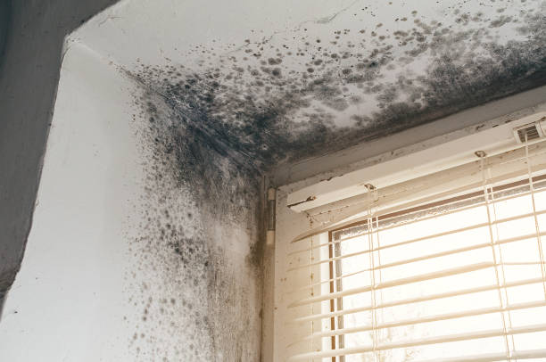 Affordable Commercial Mold Remediation solutions in Hyattsville, MD